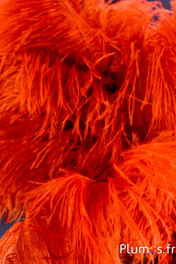 Struisvogel - 30-40 cm - amber